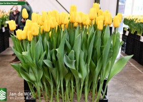 Tulipa Golden Power ® (1)